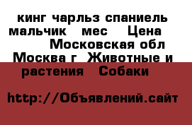 кинг чарльз спаниель мальчик 3 мес. › Цена ­ 15 000 - Московская обл., Москва г. Животные и растения » Собаки   